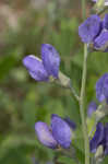 Blue wild indigo